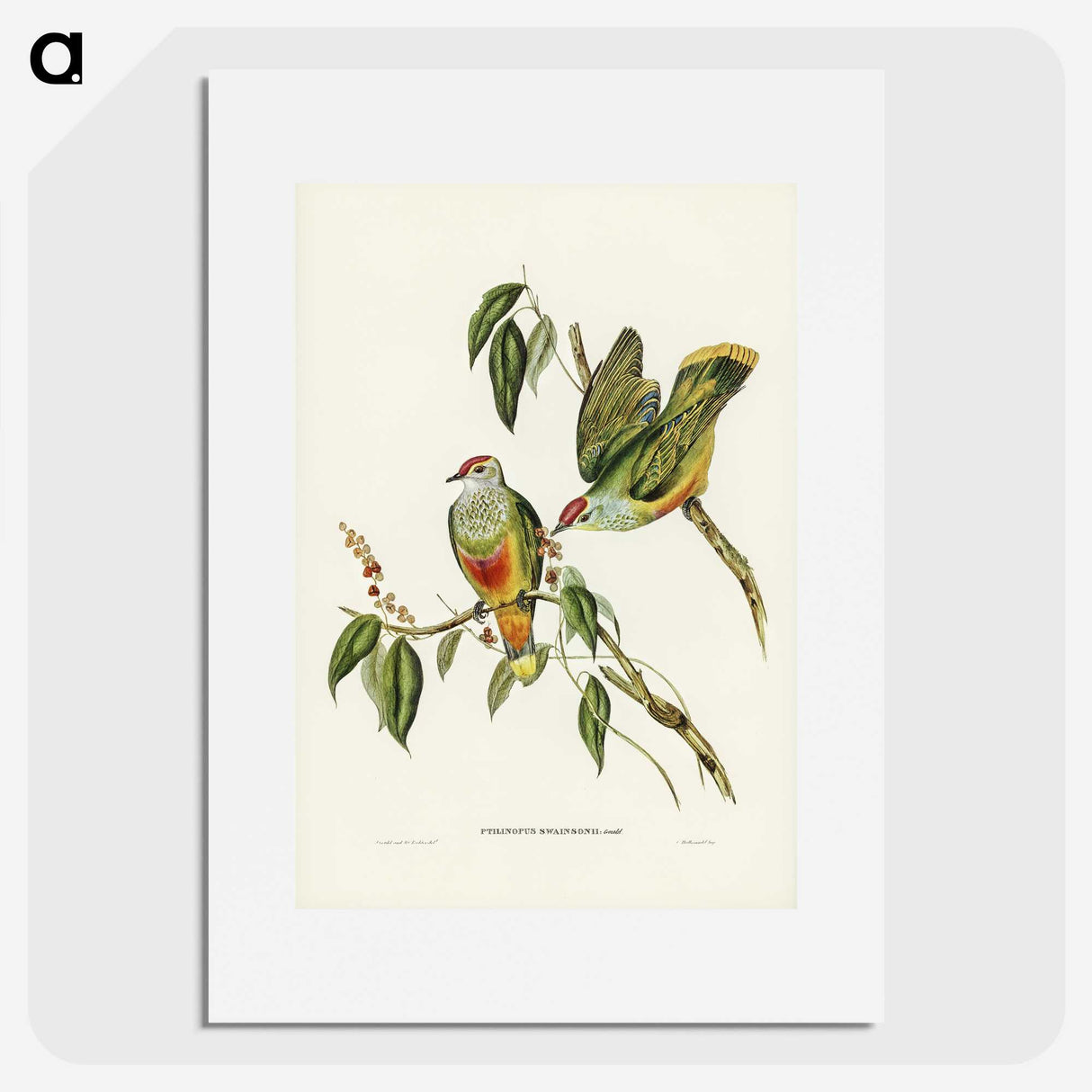 3-7_John-Gould_picture