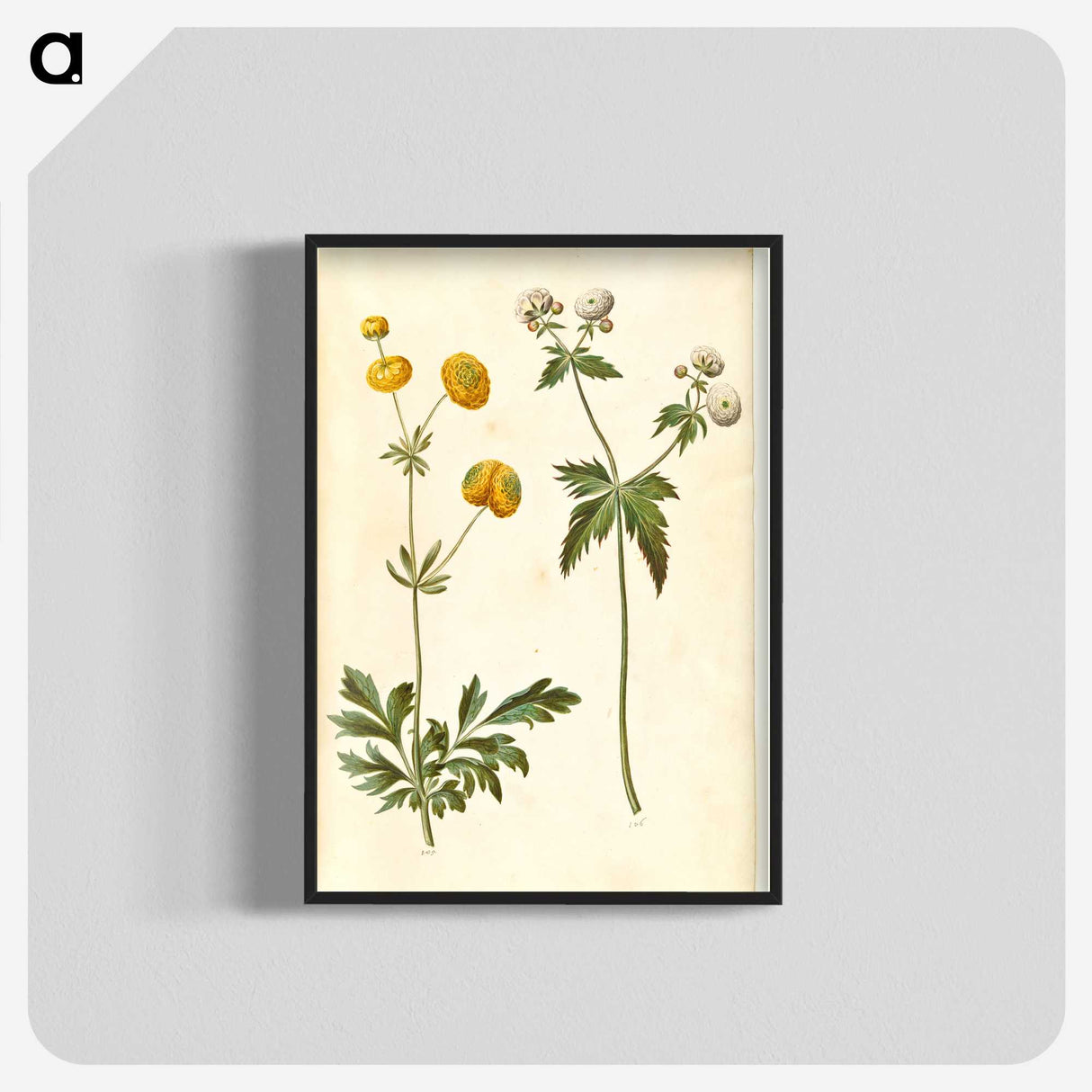 3-7_Maria-Sibylla-Merian_blk-crop