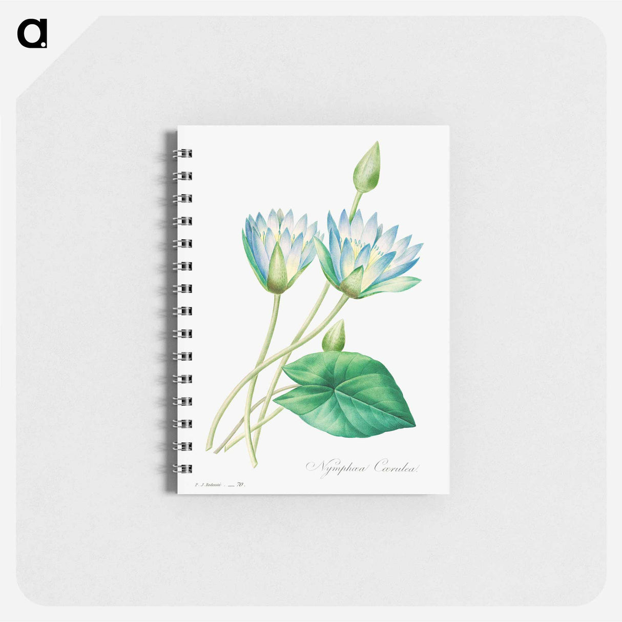 Egyptian lotus - ピエール ジョゼフ ルドゥーテ Memo.