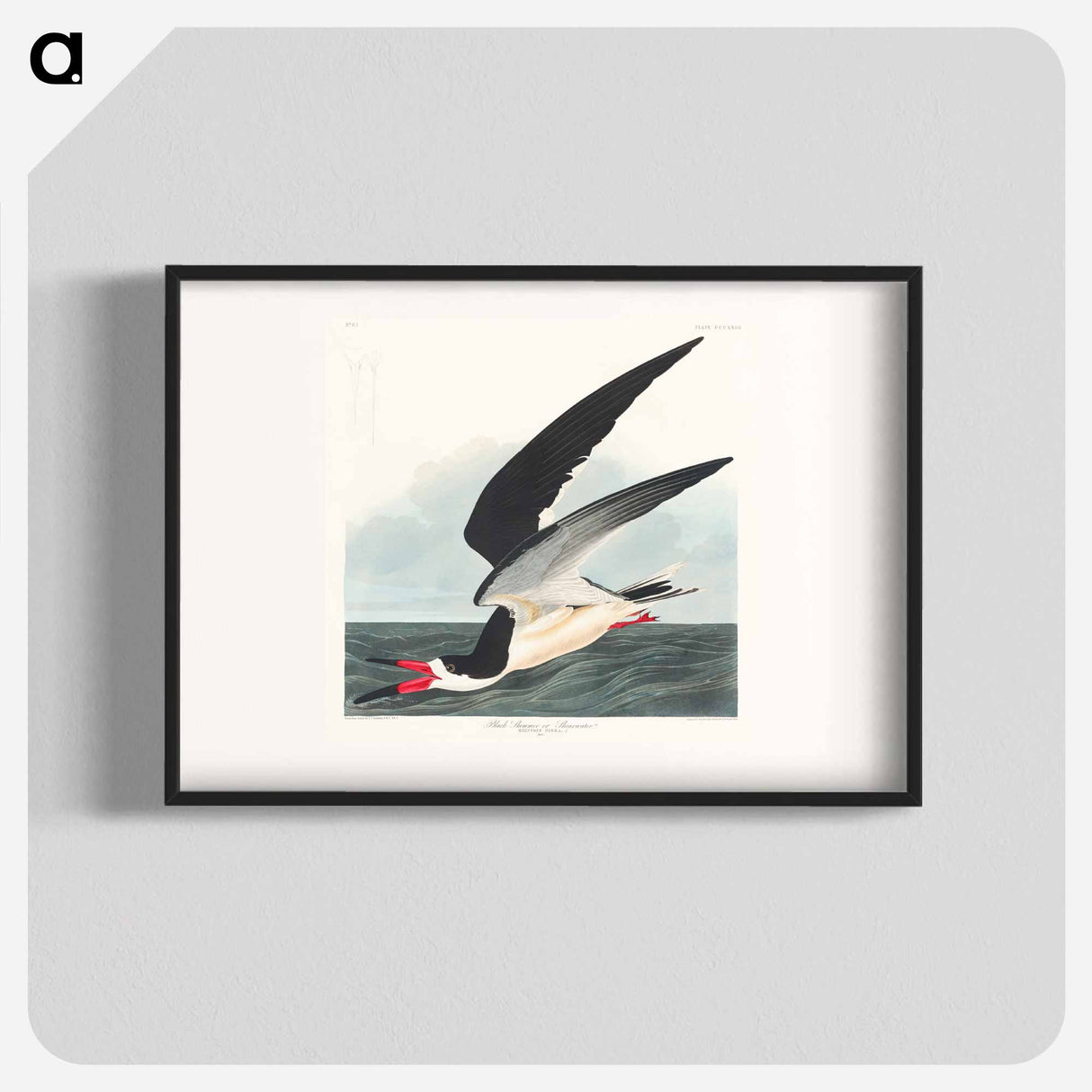 アートポスター-Black Skimmer from Birds of America
- アメリカの鳥たち Poster.
