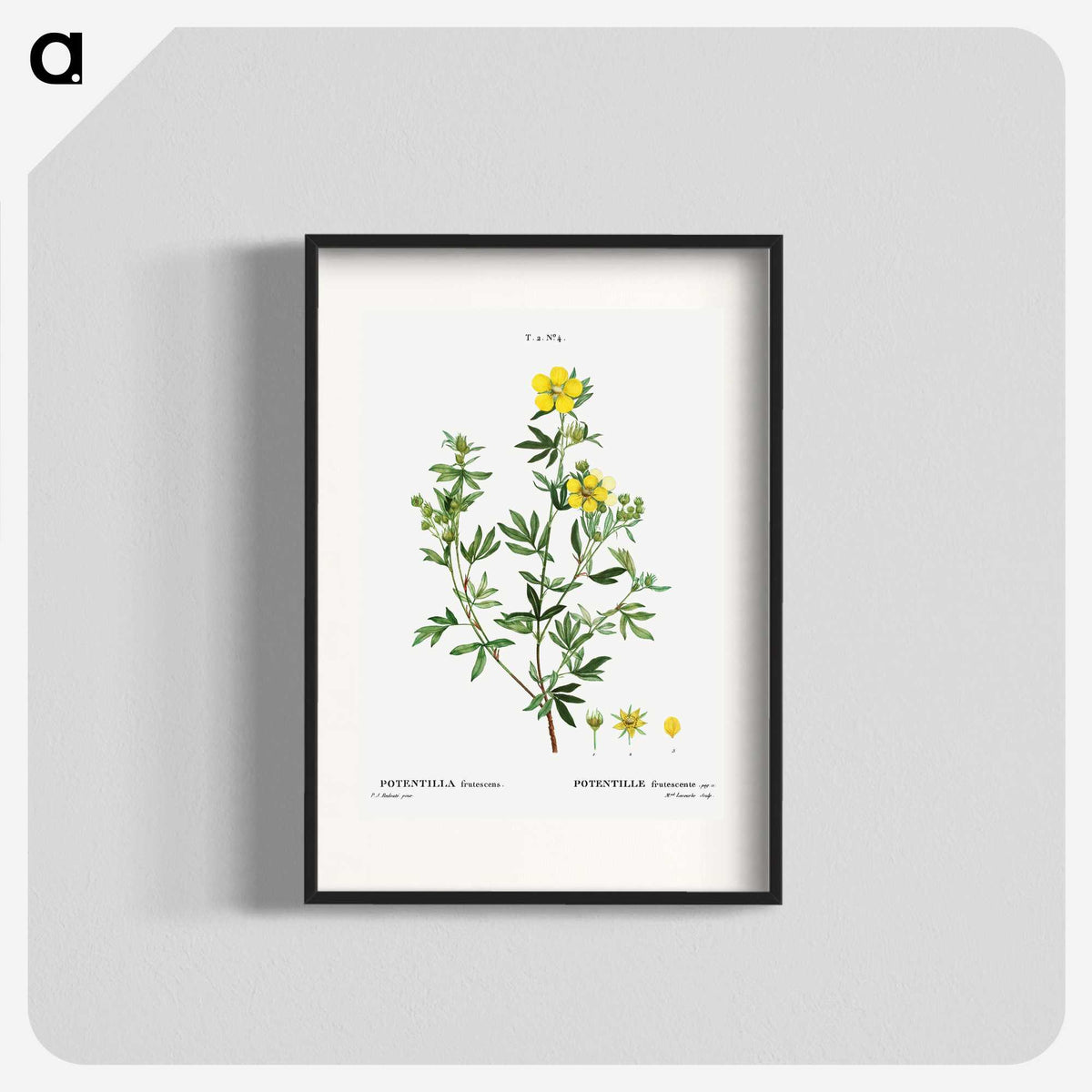 3-7_Treatise-on-Trees-and-Shrubs_blk