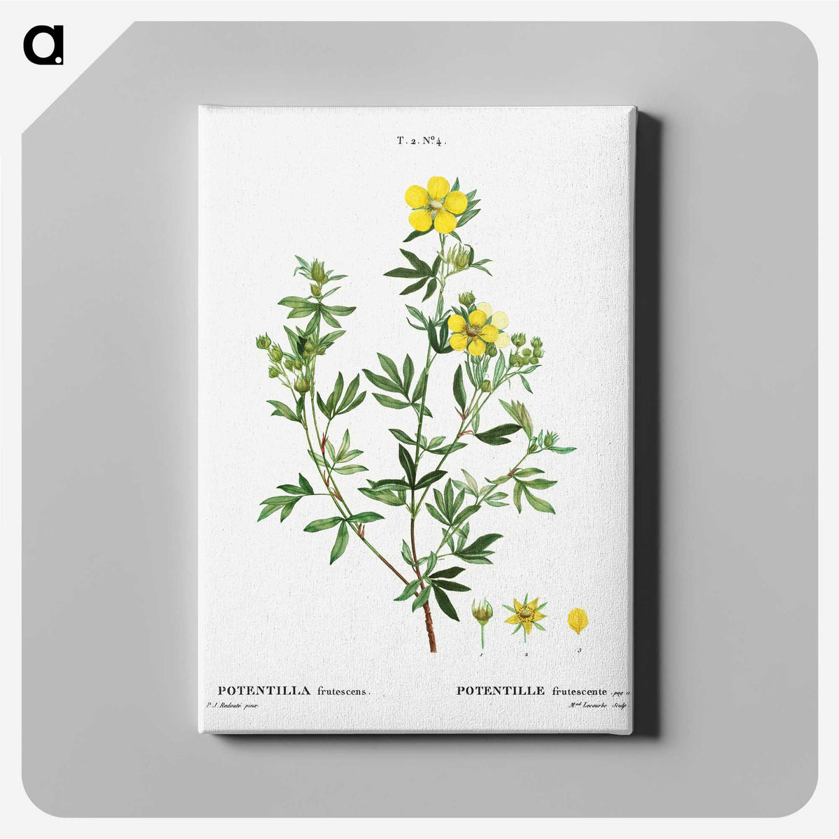 3-7_Treatise-on-Trees-and-Shrubs_canvas