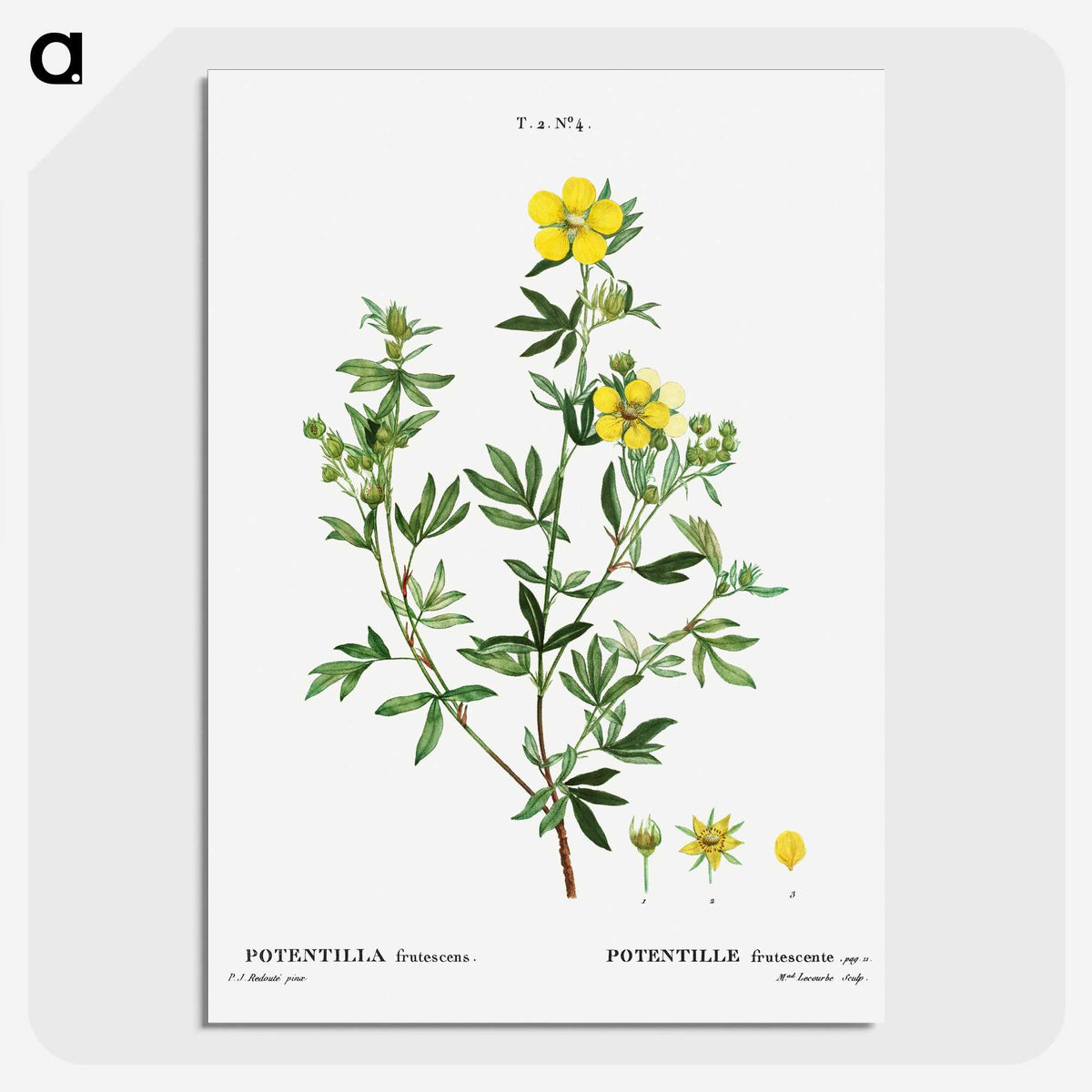3-7_Treatise-on-Trees-and-Shrubs_picture-crop