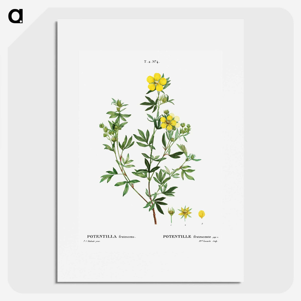 3-7_Treatise-on-Trees-and-Shrubs_picture