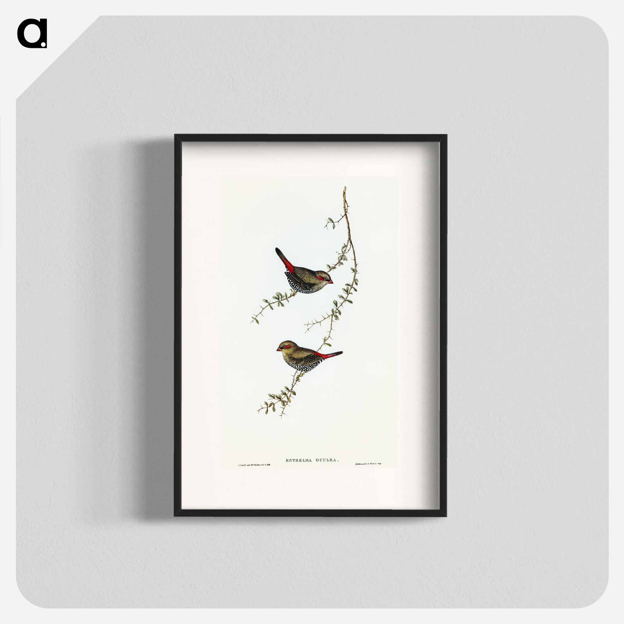 アートポスター-Red-eared Finch
- オーストラリアの鳥 Poster.