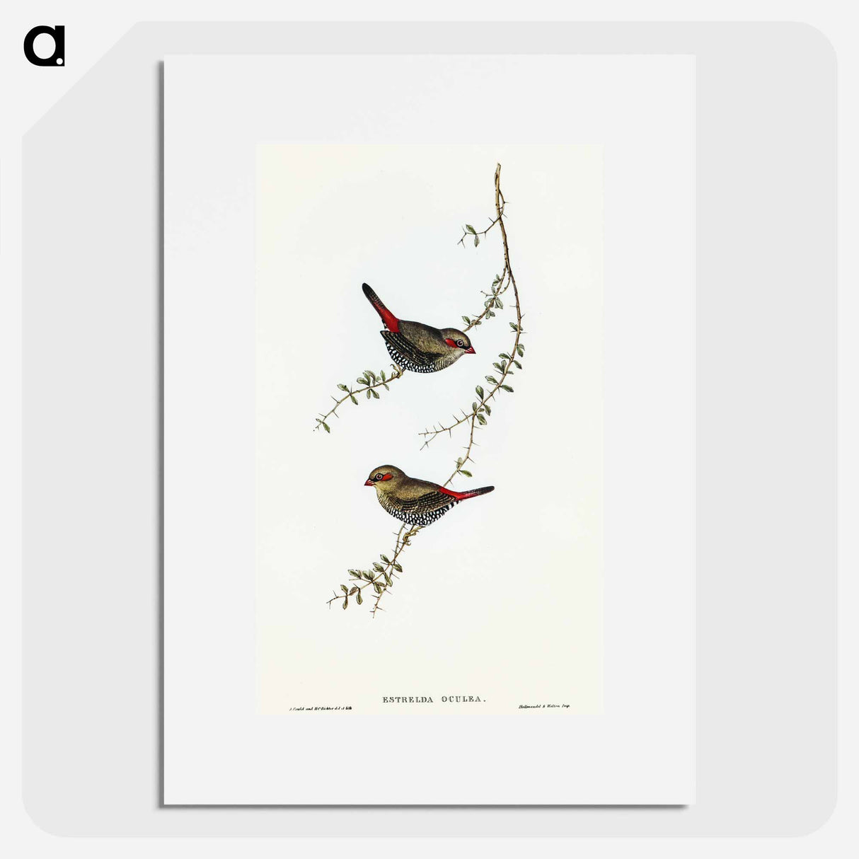 アートポスター-Red-eared Finch
- オーストラリアの鳥 Poster.