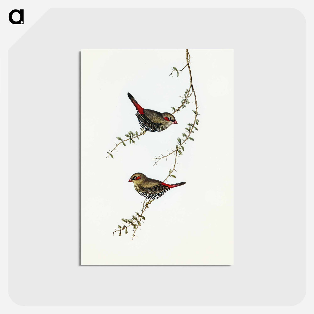 アートポストカード-Red-eared Finch
- オーストラリアの鳥 Postcard.