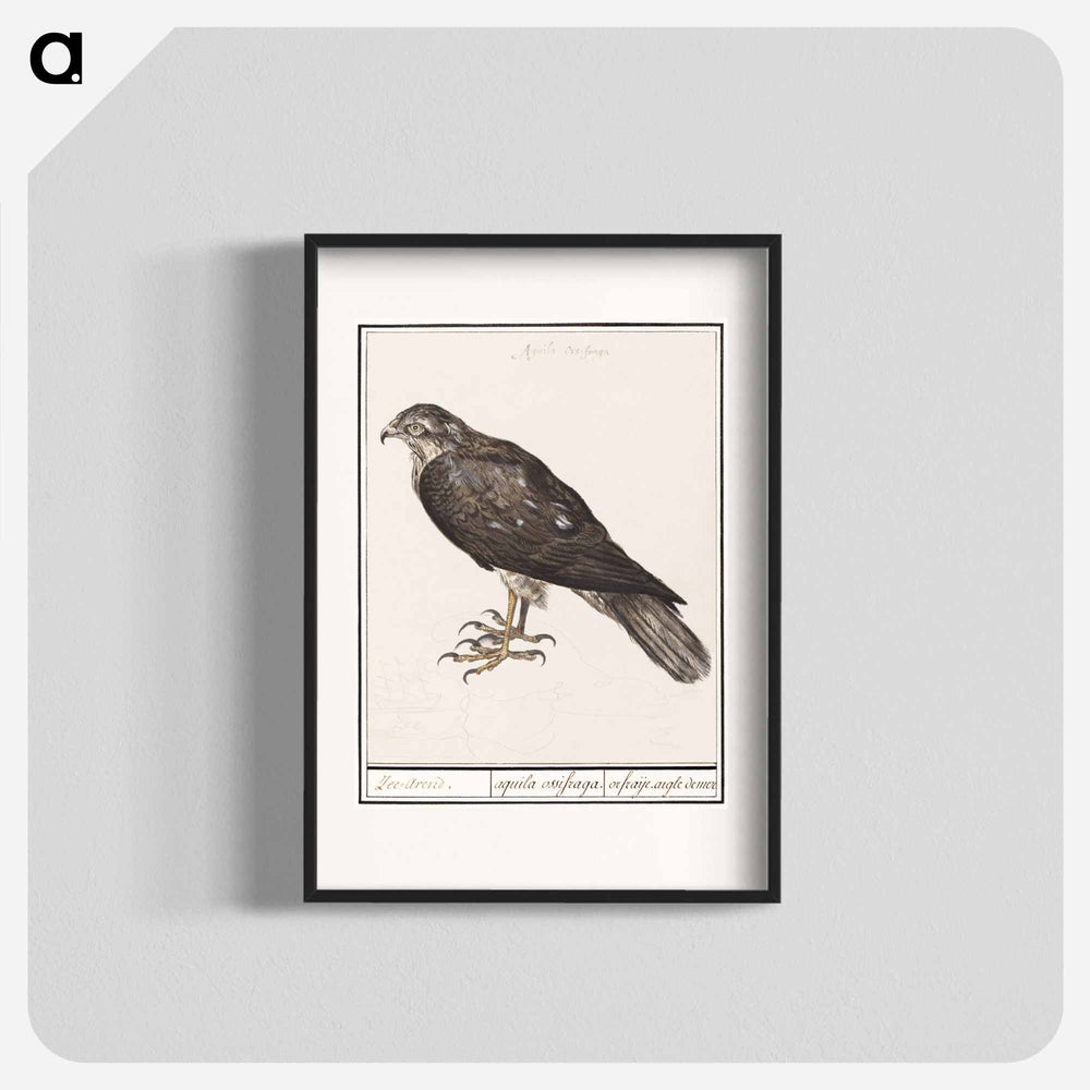 Eurasian Sparrowhawk - アンセルムス ボエティウス デ ブート Poster.