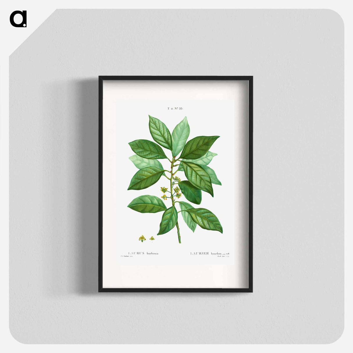 Laurus borbonia - Pierre Joseph Redouté Poster.