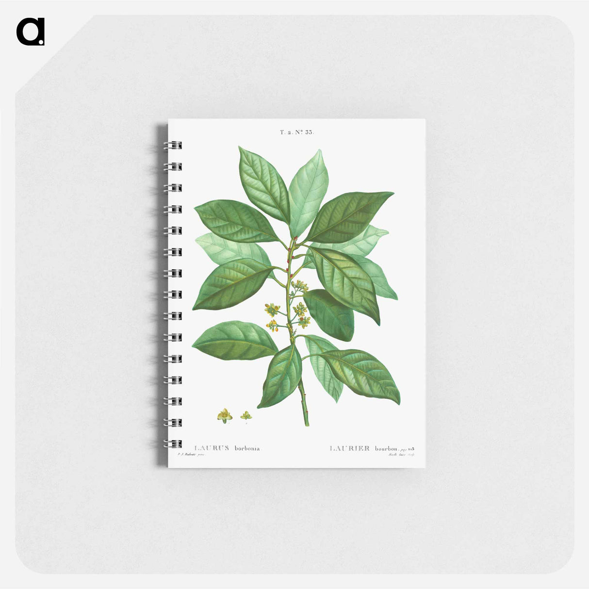 アートメモ帳-Laurus borbonia - ピエール ジョゼフ ルドゥーテ Memo.
