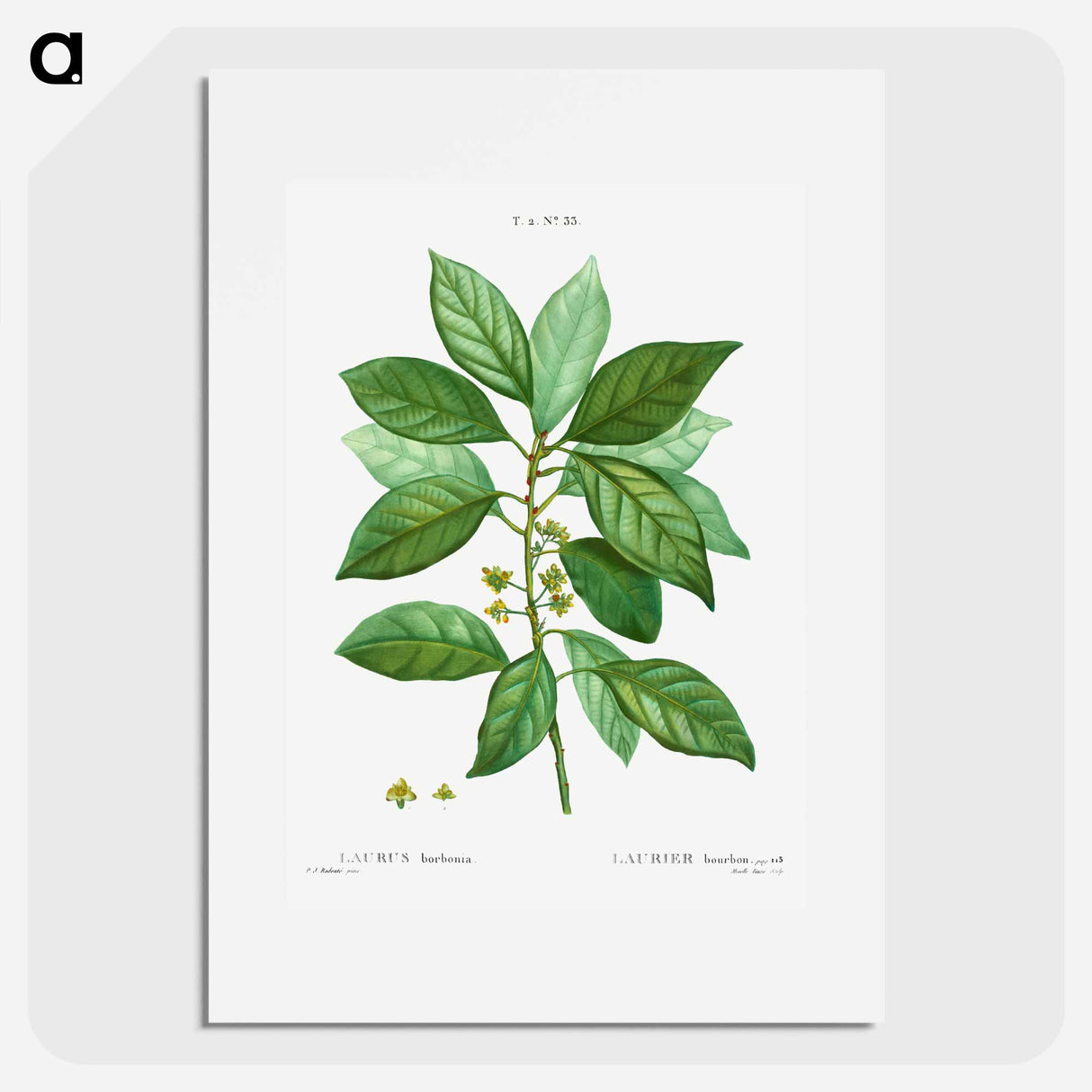 Laurus borbonia - Pierre Joseph Redouté Poster.