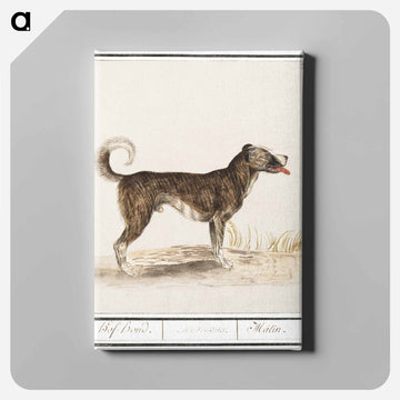 Dog - アンセルムス ボエティウス デ ブート Canvas.