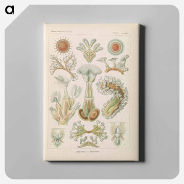 Marine life illustration - エルンスト ヘッケル Canvas.