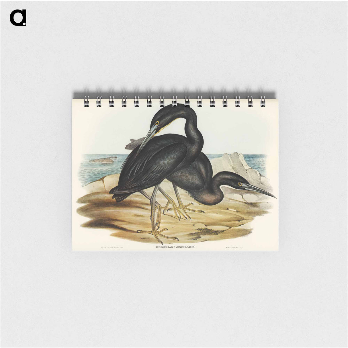 アートメモ帳-Blue Reef Heron
- ジョン グールド Memo.