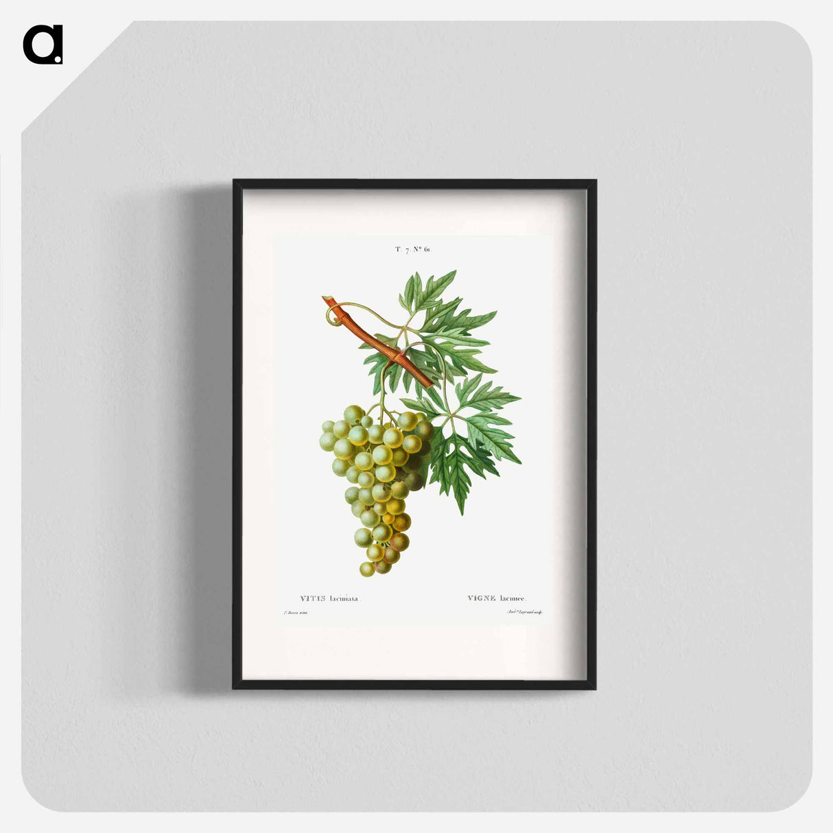 Grape vine, Vitis laciniata - Pierre-Joseph Redouté Poster.