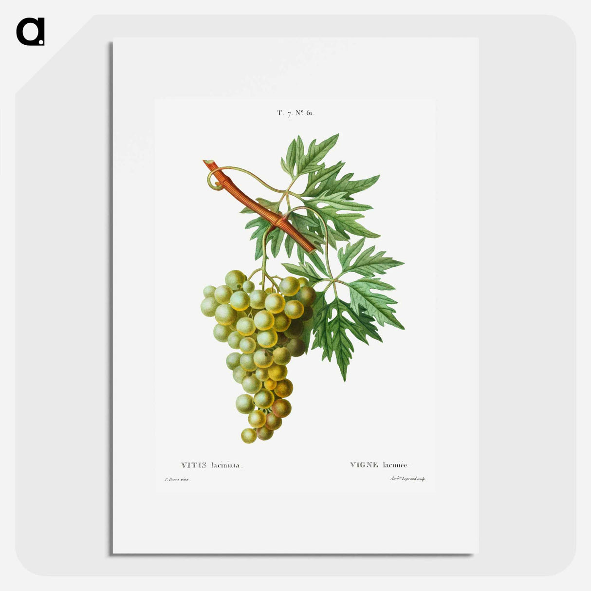 Grape vine, Vitis laciniata - Pierre-Joseph Redouté Poster.