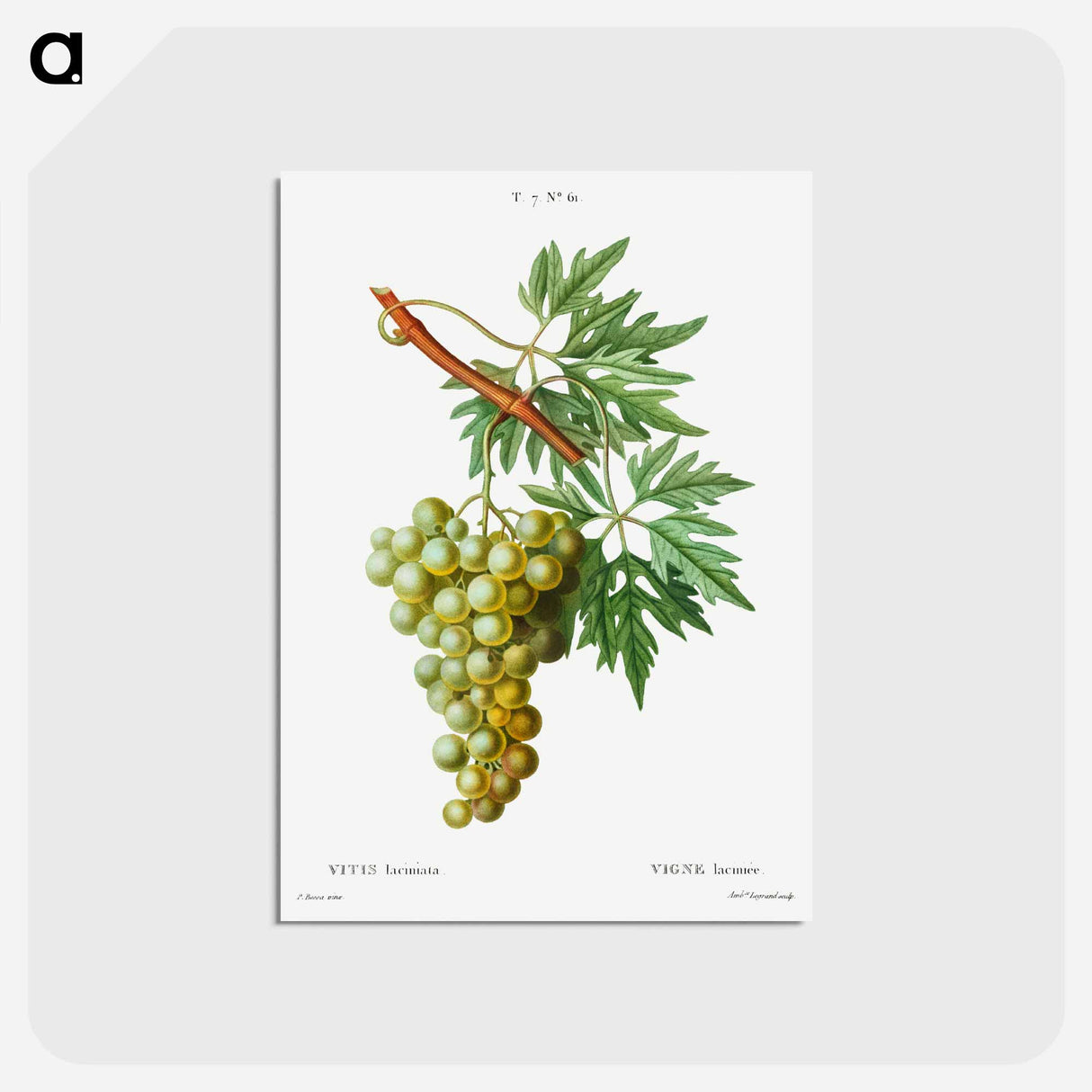 アートポストカード-Grape vine, Vitis laciniata - ピエール ジョゼフ ルドゥーテ Postcard.