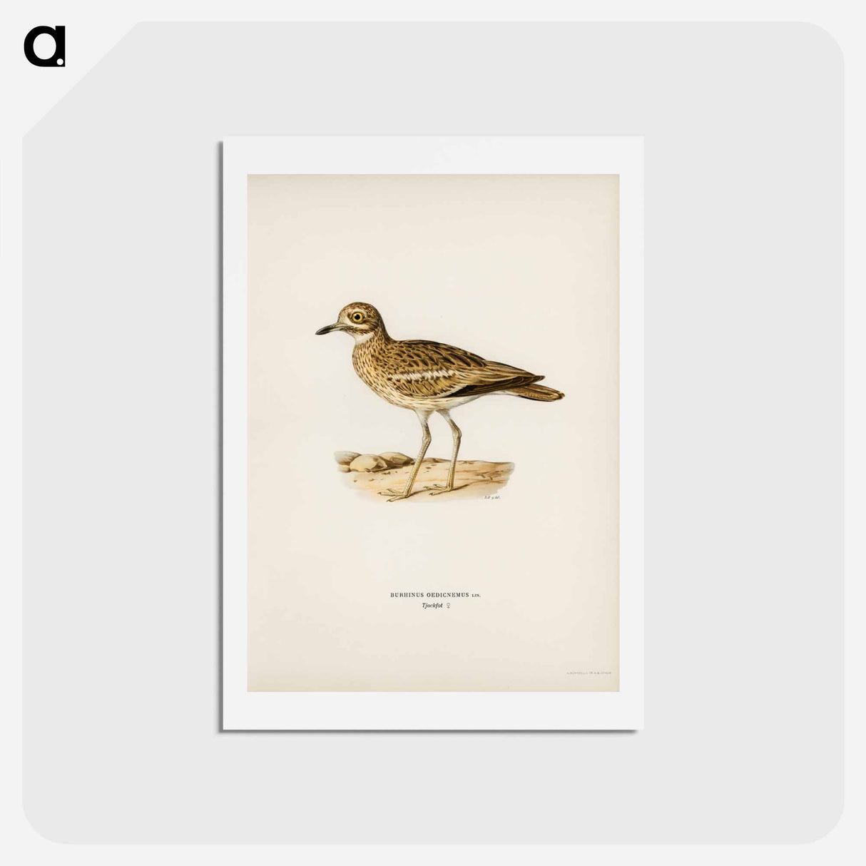 アートポストカード-Eurasian Stone Curlew
- スヴェンスカ フォグラル Postcard.