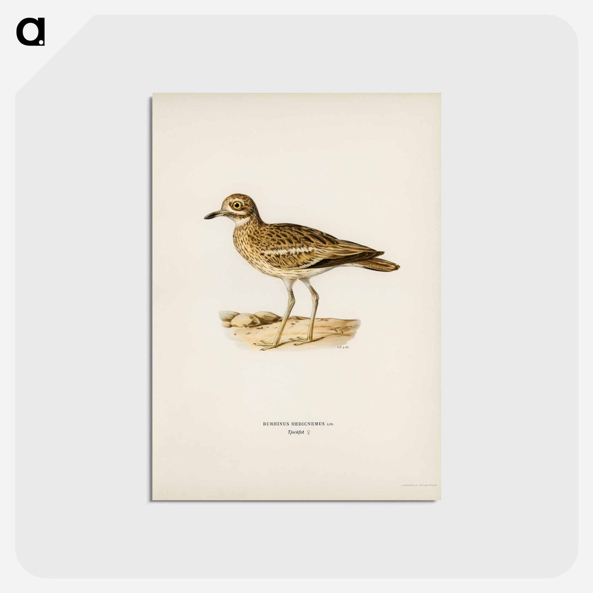 アートポストカード-Eurasian Stone Curlew
- スヴェンスカ フォグラル Postcard.