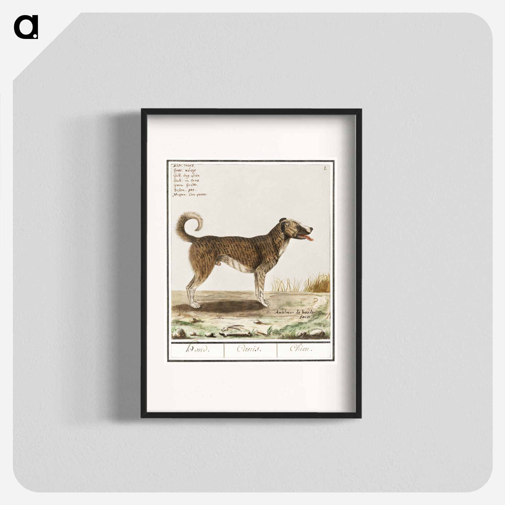 Dog - アンセルムス ボエティウス デ ブート Poster.