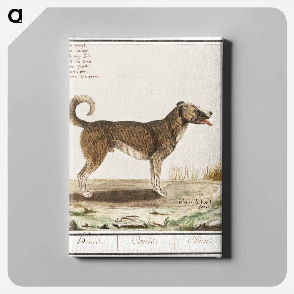 Dog - アンセルムス ボエティウス デ ブート Canvas.