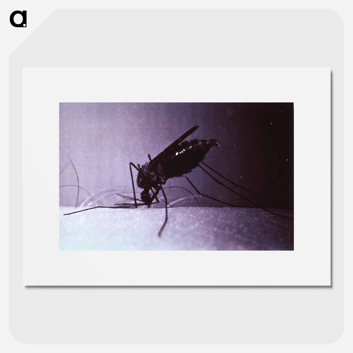 アートポスター-Anopheles quadrimaculatus, Engorged
- 国立医学図書館 Poster.