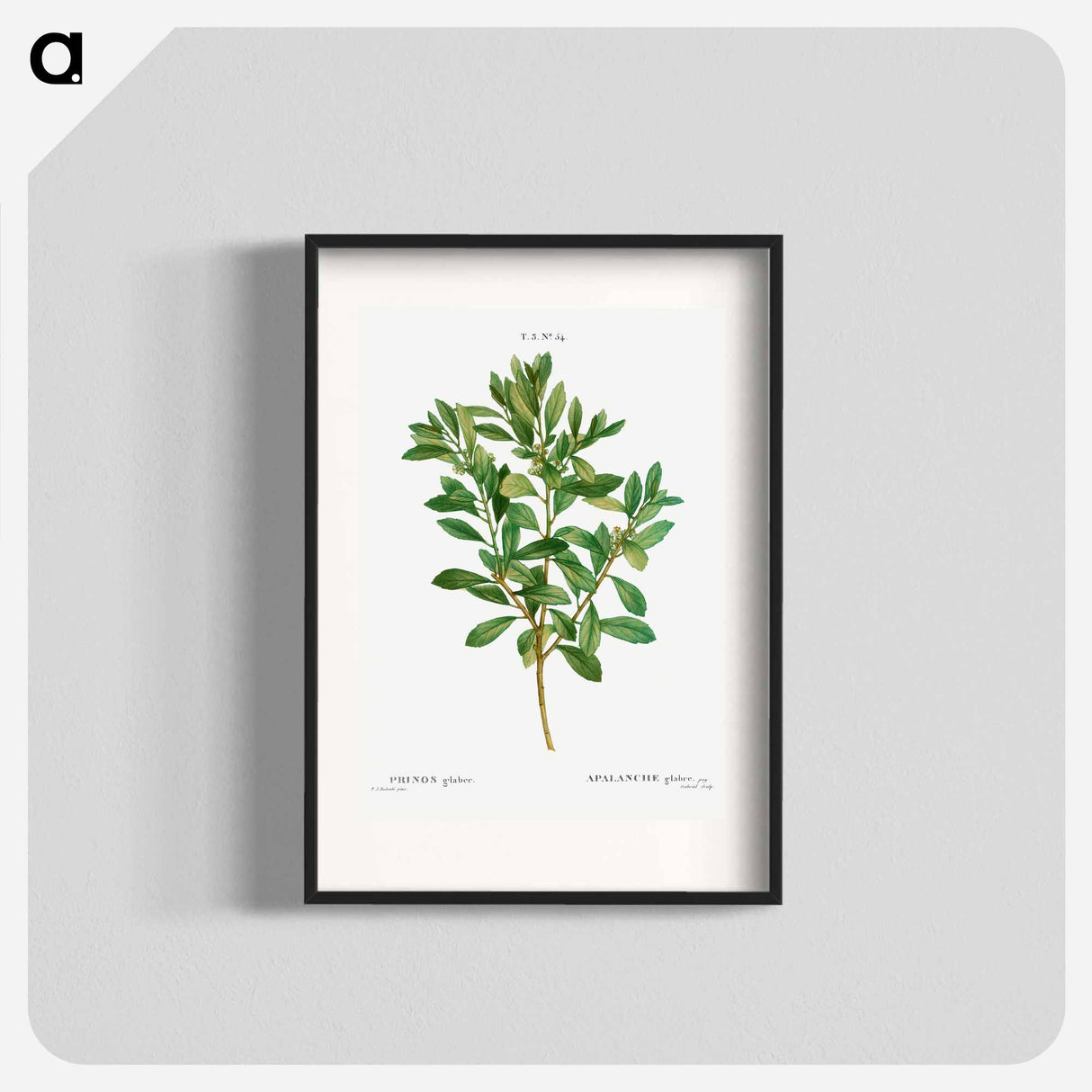 Inkberry - Pierre Joseph Redouté Poster.