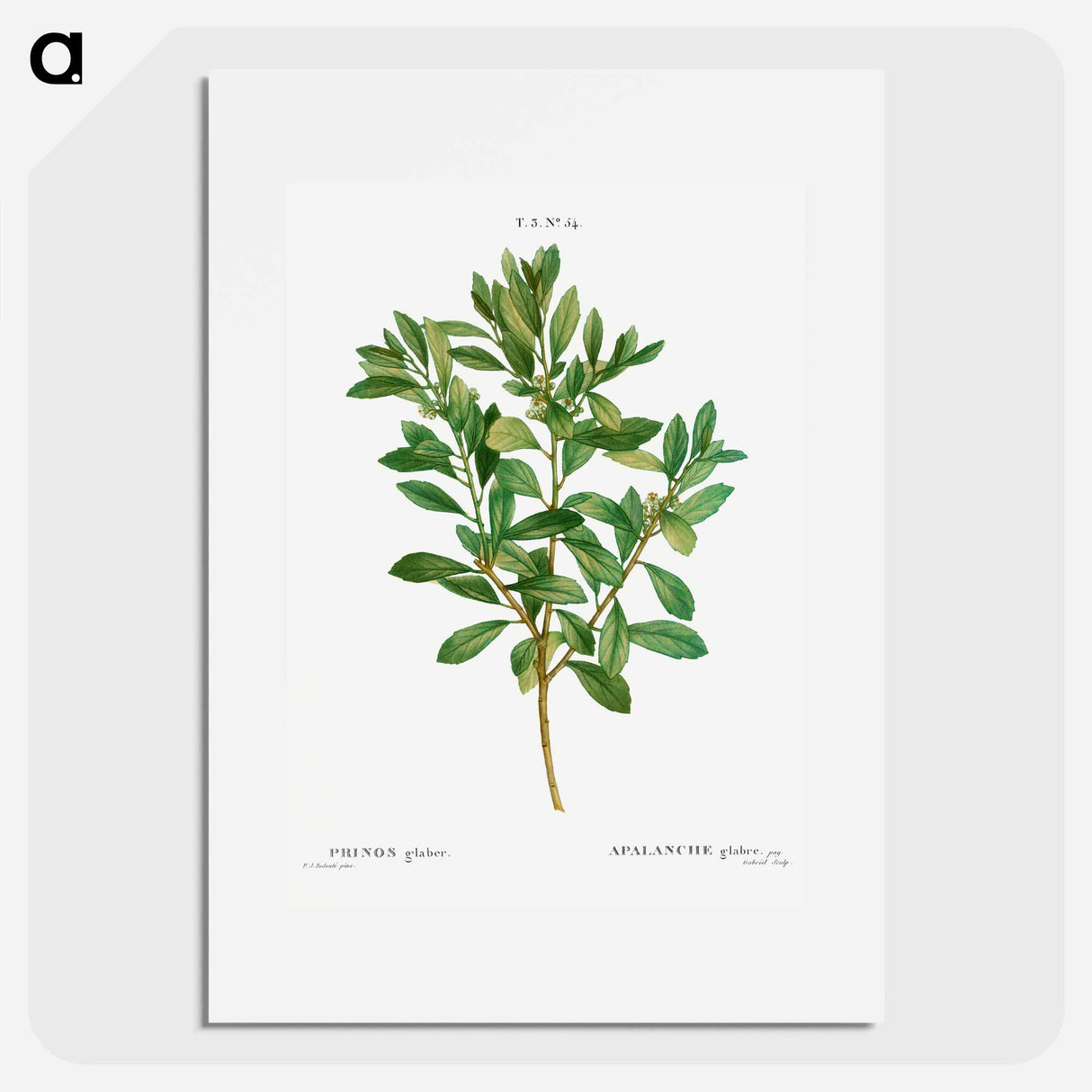 Inkberry - Pierre Joseph Redouté Poster.