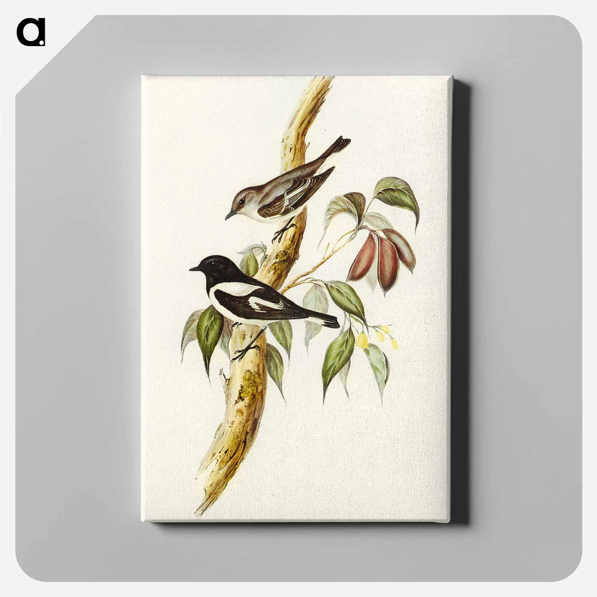 Pied Robin
- オーストラリアの鳥 Canvas.