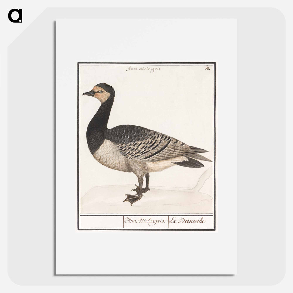 Barn Goose - アンセルムス ボエティウス デ ブート Poster.
