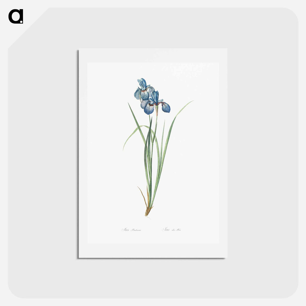 アートポストカード-Iris pratensis illustration - ピエール ジョゼフ ルドゥーテ Postcard.