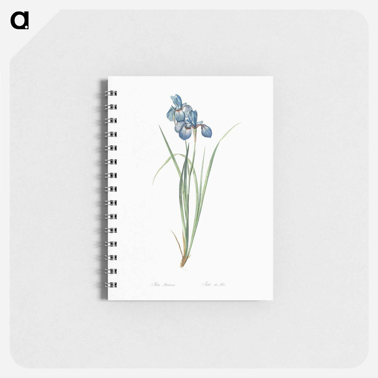 アートメモ帳-Iris pratensis illustration - ピエール ジョゼフ ルドゥーテ Memo.