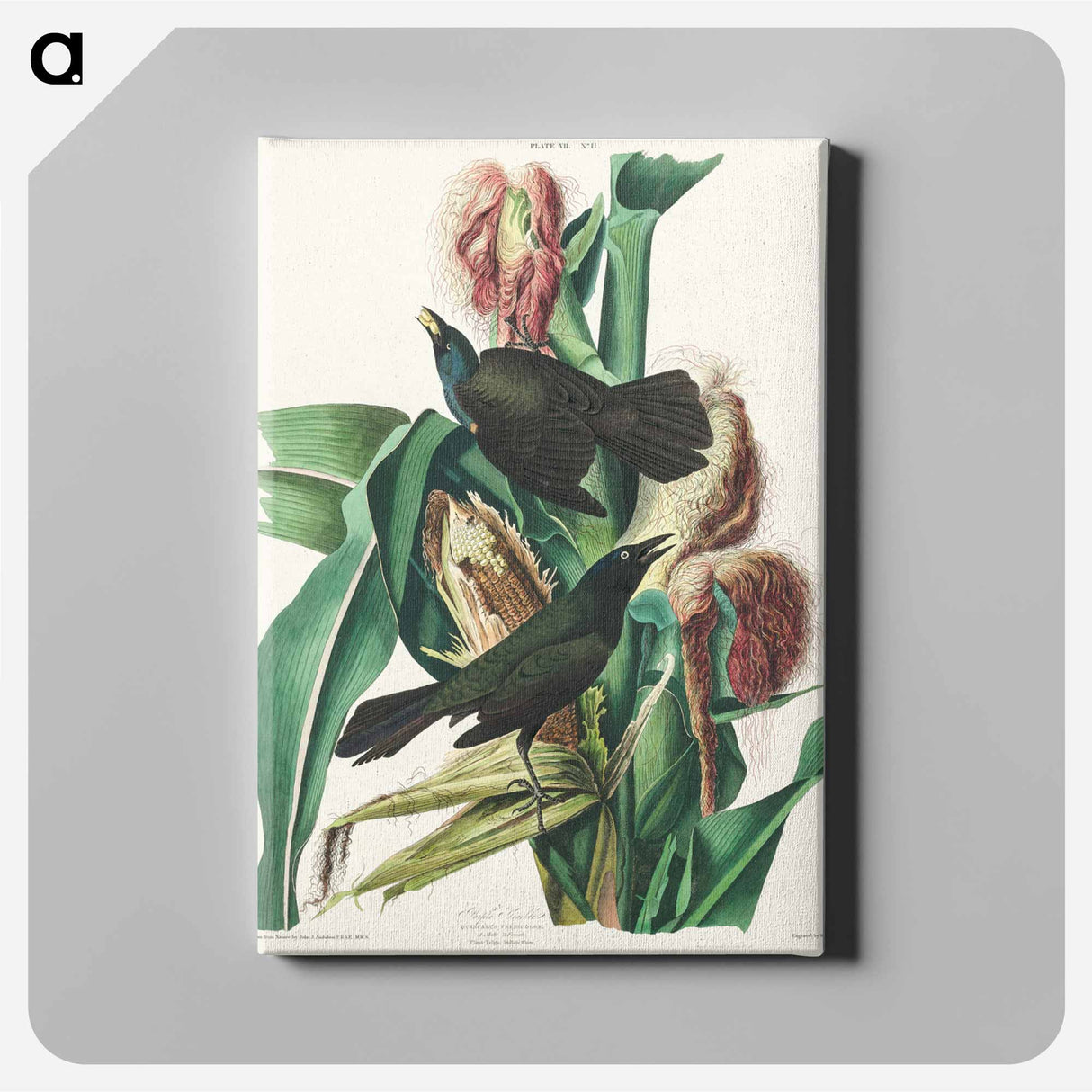 アートパネル-Purple Grakle or Common Crow Blackbird from Birds of America
- アメリカの鳥たち Canvas.