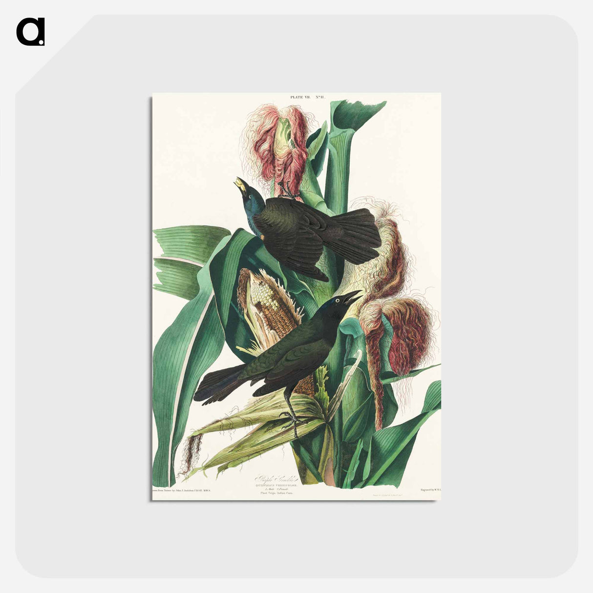 アートポストカード-Purple Grakle or Common Crow Blackbird from Birds of America
- アメリカの鳥たち Postcard.