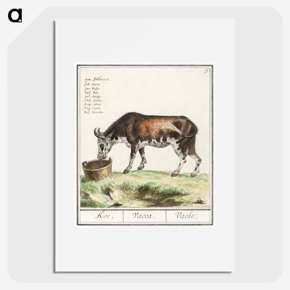 Cow - アンセルムス ボエティウス デ ブート Poster.