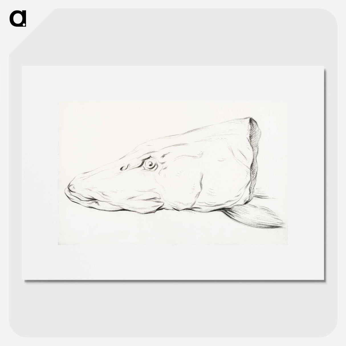 Head of a pike - Jean Bernard Poster.