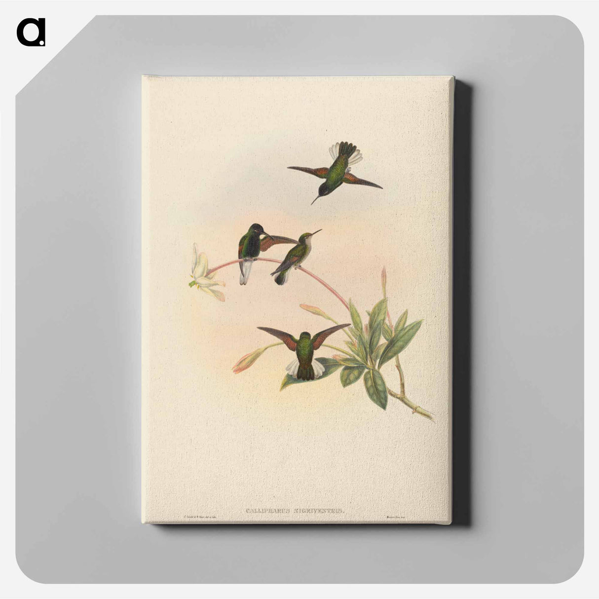 アートパネル-Black-bellied Hummingbird
- ジョン グールド Canvas.
