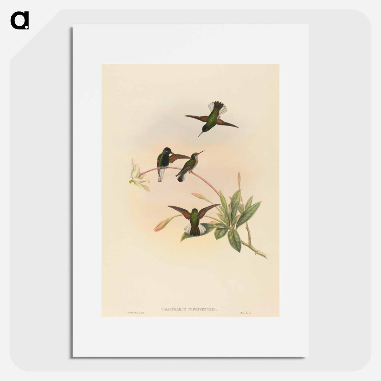 アートポスター-Black-bellied Hummingbird
- ジョン グールド Poster.