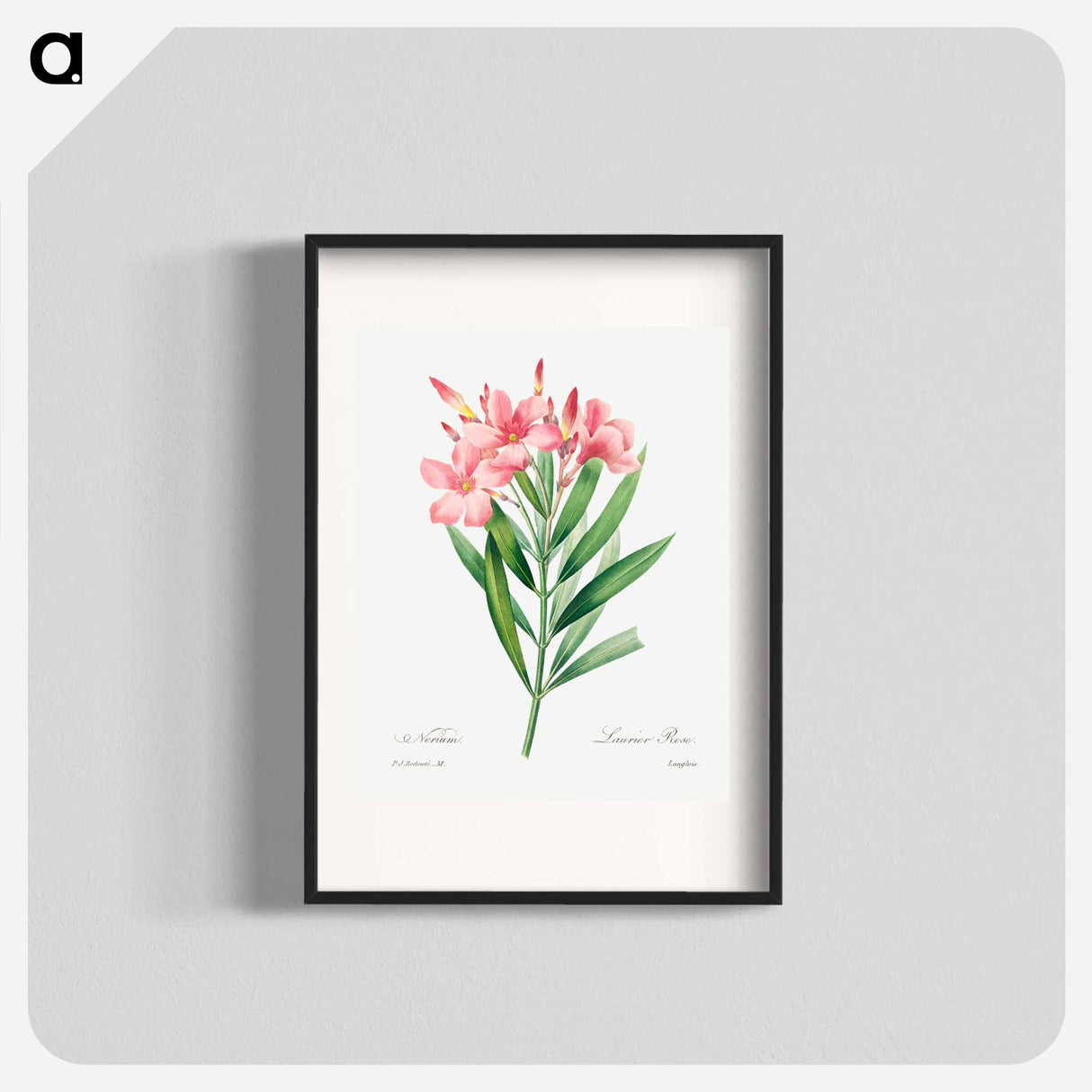 Oleander - Pierre Joseph Redouté Poster.