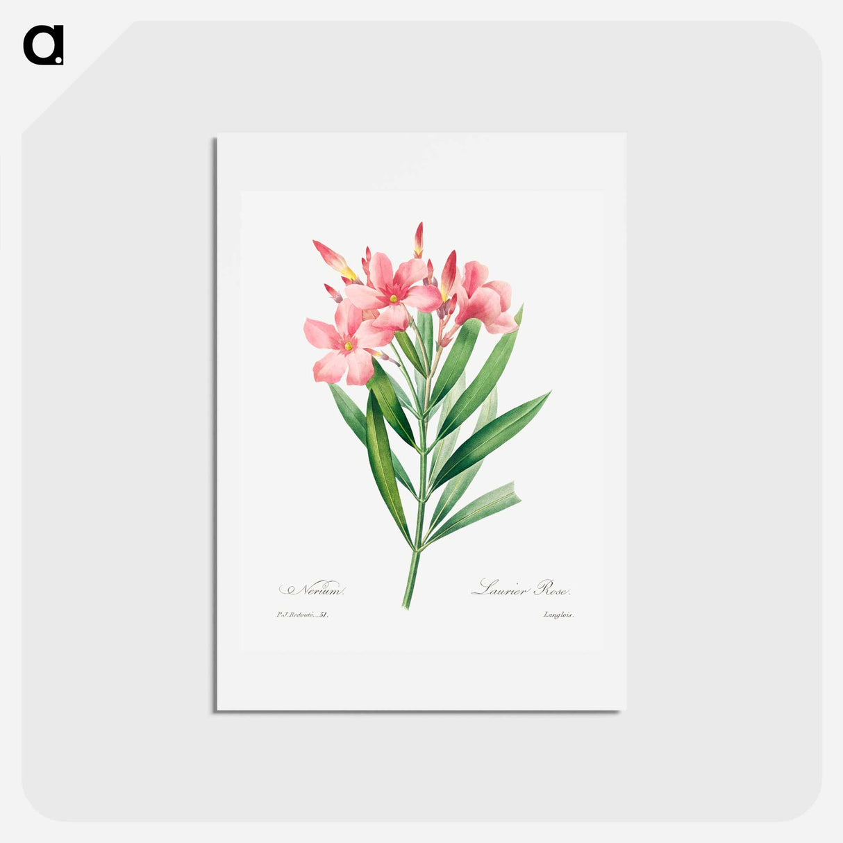 アートポストカード-Oleander - ピエール ジョゼフ ルドゥーテ Postcard.