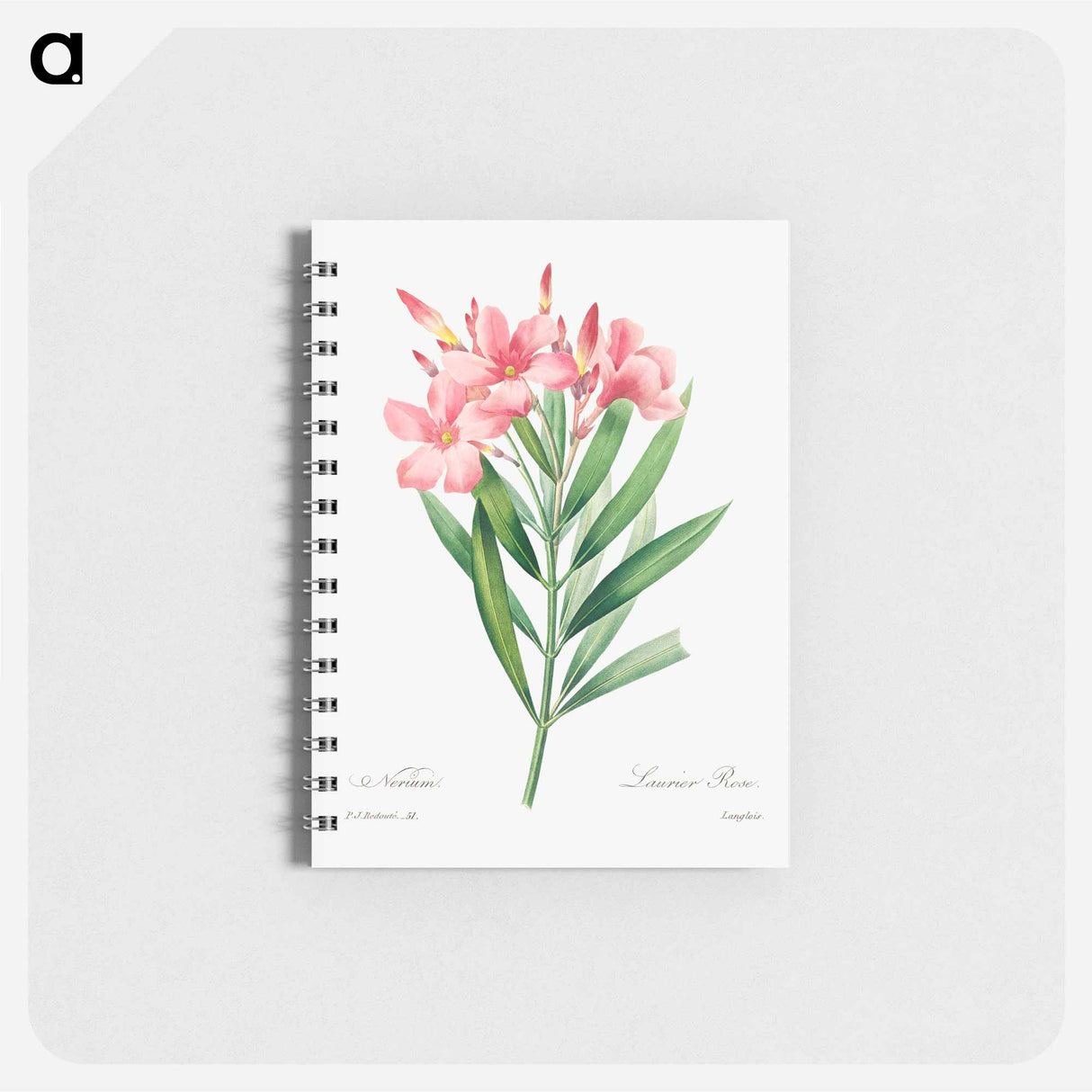 Oleander - ピエール ジョゼフ ルドゥーテ Memo.