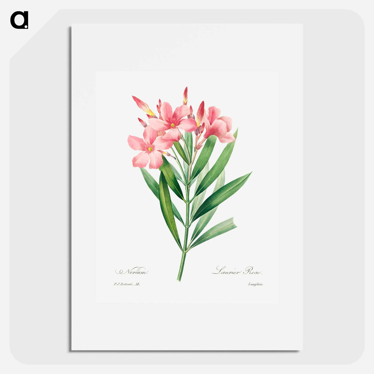 Oleander - Pierre Joseph Redouté Poster.