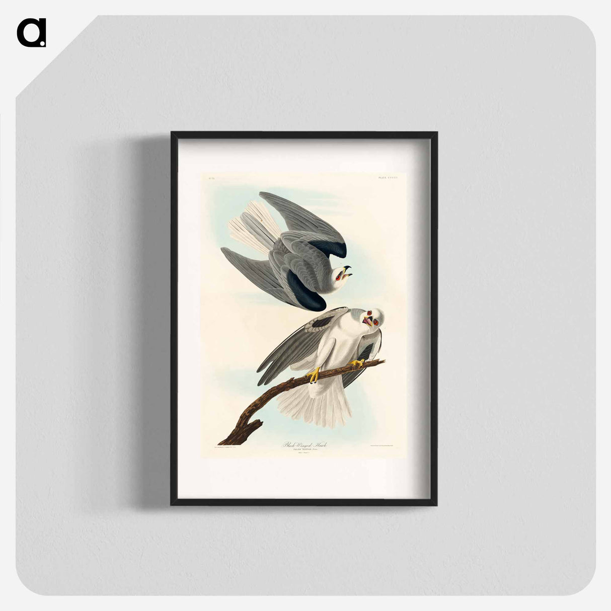 アートポスター-Black-Winged Hawk from Birds of America
- アメリカの鳥たち Poster.