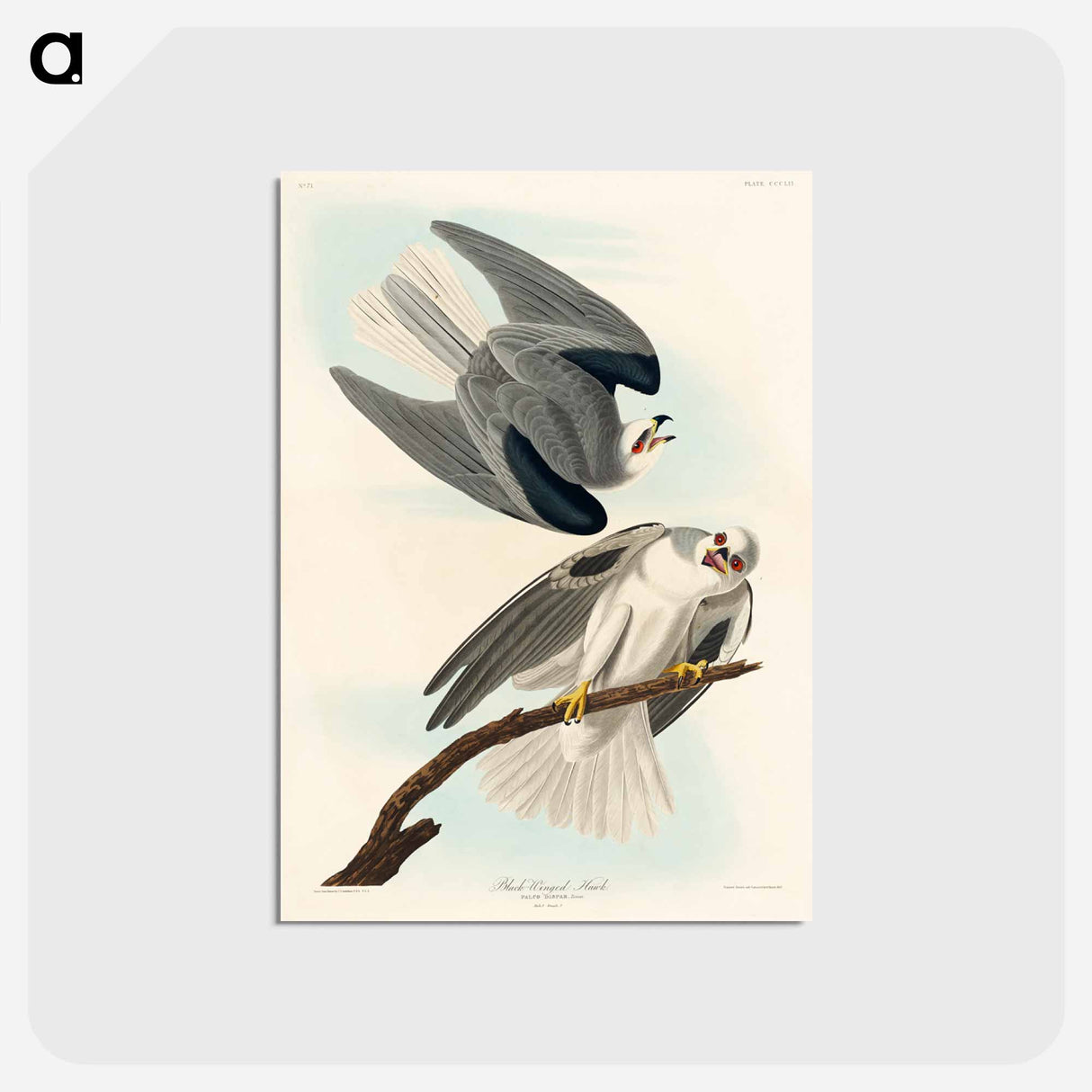 アートポストカード-Black-Winged Hawk from Birds of America
- アメリカの鳥たち Postcard.