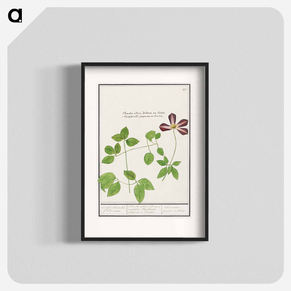 Clematis - アンセルムス ボエティウス デ ブート Poster.