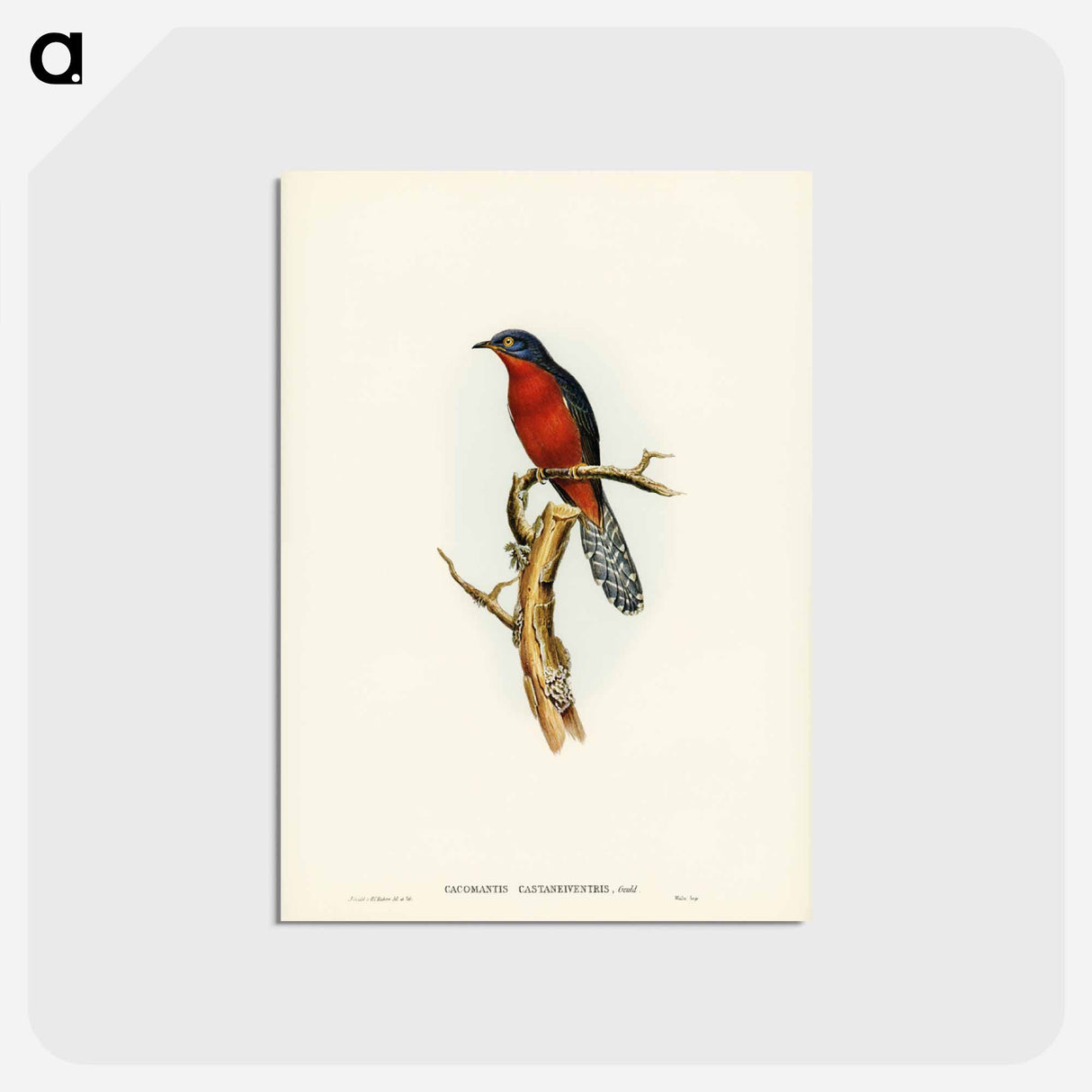 アートポストカード-Chestnut-breasted Cuckoo
- ジョン グールド Postcard.