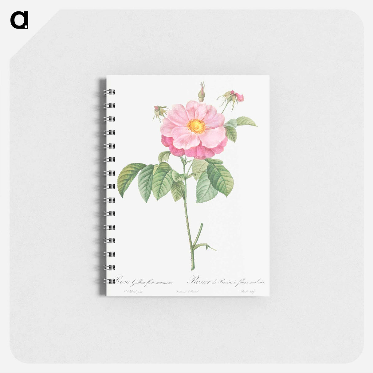 Marbled or speckled Provins rose, Rosa gallica flore marmoreo - ピエール ジョゼフ ルドゥーテ Memo.