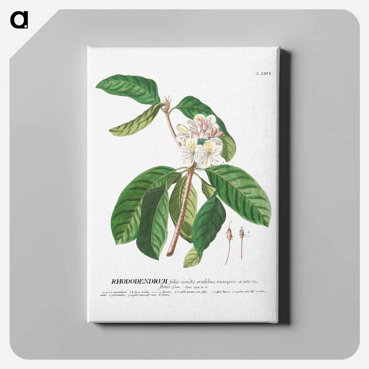 アートパネル-Rhododendron or Snow-rose
- クリーブランド美術館 Canvas.
