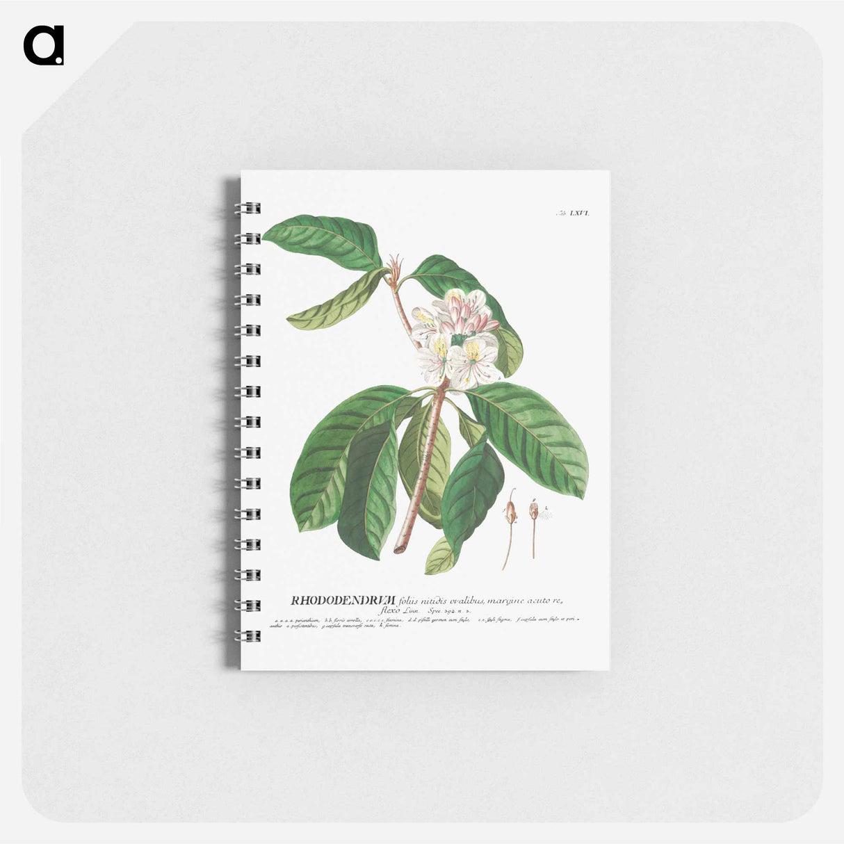 アートメモ帳-Rhododendron or Snow-rose
- クリーブランド美術館 Memo.