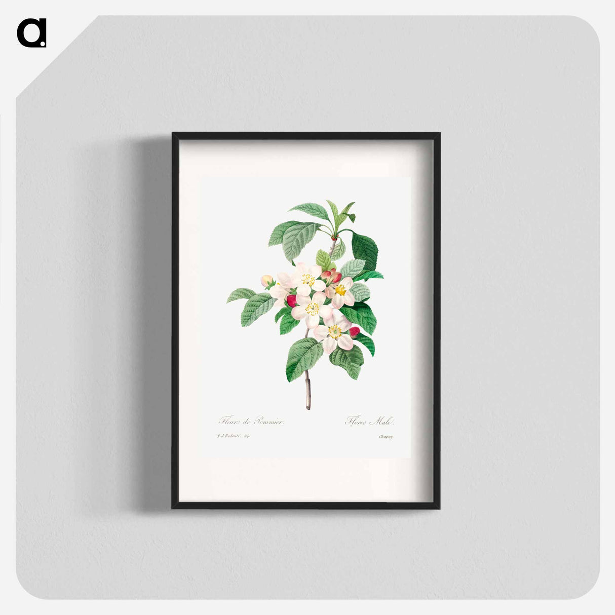 アートポスター-Antique plant - ピエール ジョゼフ ルドゥーテ Poster.